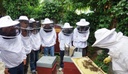 Initiation à l'apiculture